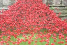 Do you own a poppy from the Tower of London art installation?